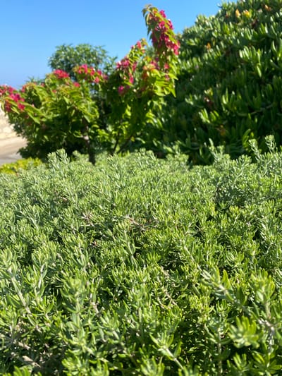 A close-up, ground-level view of a dense, green, succulent-like plant with small, pointed leaves is shown in the foreground. The plant forms a textured carpet stretching towards the background. In the mid-ground, behind the foreground plant, is another, larger bush with more elongated green leaves and clusters of bright pink flowers. Further in the background, a clear, bright blue sky is visible, with a hint of a stone wall or building on the left side. The overall impression is of a lush, sun-drenched outdoor environment, likely in a Mediterranean climate. The image appears to be taken in Panormos, Greece, suggesting a coastal or garden setting. No people, animals, or specific actions are depicted.