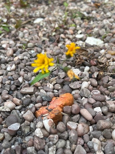 The image depicts a close-up view of a rough, stony ground surface, possibly a pathway or garden bed, composed of various sized pebbles and small rocks. In the foreground, a small, orange, somewhat irregular-shaped object, possibly a piece of dried clay or a natural formation, is prominently placed amongst the stones. Further back, two small yellow flowers with delicate petals are visible, one in sharper focus than the other. Green leaves are also present, attached to the stems of the flowers. The overall environment appears to be outdoors, with a natural and somewhat untidy aesthetic. There is no information in the image to suggest a specific location within Stoke-on-Trent.