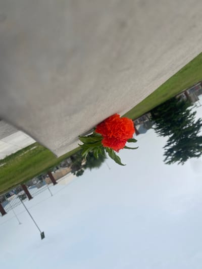 An orange flower with green leaves emerges from a narrow crevice in a gray, concrete structure. The structure angles diagonally across the frame, with the lower portion appearing to be a sidewalk or paved area. Beyond the concrete, a green grassy lawn stretches into the distance, bordered by a metal fence with brown posts. In the background, trees are visible, and the sky is a pale, overcast gray. The image is oriented sideways. There are no people or animals present in the scene. The location is Kuson, Nigeria.