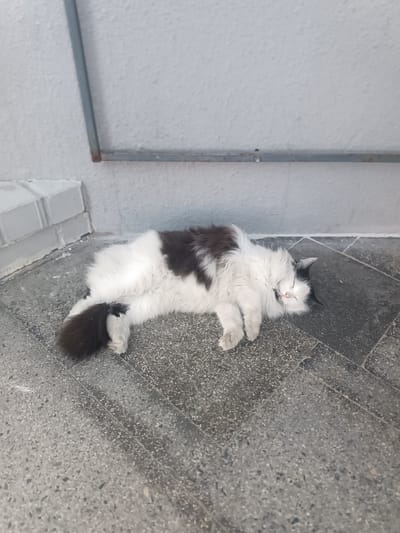 A long-haired, black and white cat is sleeping on a grey, speckled tiled floor. The cat is lying on its side, with its paws tucked in. Its eyes are closed, and its mouth is slightly open, revealing a tiny pink tongue. Its fur is fluffy, and its tail is bushy and curled around its body. The cat has patches of black fur on its back, head, and tail, with the rest of its body being white.
The background consists of a white, textured wall and a grey metal railing. To the left, there are some white rectangular blocks and more of the grey tiled floor. The lighting suggests it is daytime, possibly outdoors or in a well-lit indoor space. The scene evokes a sense of peace and relaxation, as the cat appears to be deeply asleep and comfortable. The location is identified as Skidzieĺ, Belarus. There is no visible text in the image.