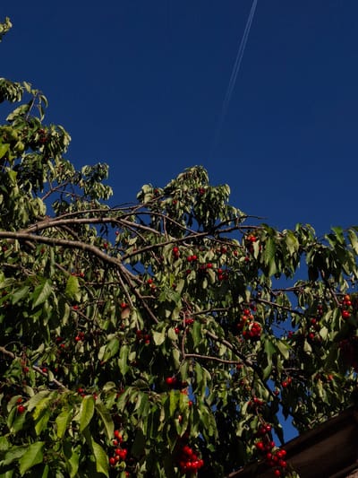 A low-angle shot captures a cherry tree laden with ripe, red cherries and green leaves, framed against a clear, deep blue sky with a contrail visible in the upper left. The tree trunk is visible, and a wooden structure appears partially in the upper right corner. This scene is likely located in Dragomirovo, Bulgaria, as per the prompt.