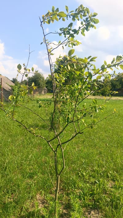 A young, thin tree with sparse green leaves stands in a field of tall green grass under a bright blue sky with scattered white clouds. In the background, a dilapidated wooden structure with a thatched or tiled roof and a chain-link fence can be seen. The overall scene appears to be a rural or semi-rural setting in the Доктаравіцкі сельскі Савет, Belarus, likely during daylight hours.