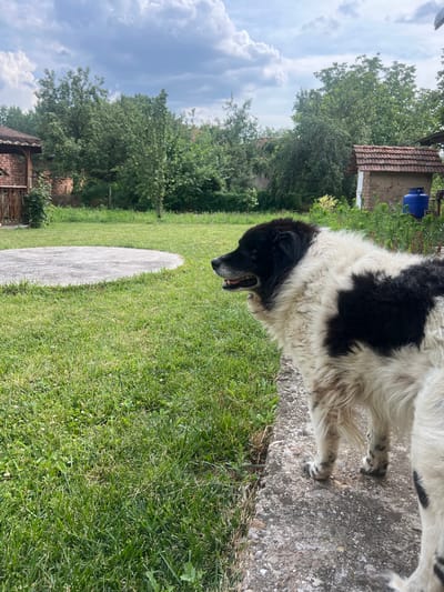 A medium shot captures a black and white dog standing on a concrete path in an outdoor yard. The dog is facing to the left, with its mouth slightly open and its tongue visible. Its fur is long and shaggy, with distinct patches of black and white. The yard is covered in green grass, with a circular concrete patio in the background. Beyond the yard, trees and bushes form a dense line of vegetation. In the distance, several small buildings with tiled roofs are visible. A blue water barrel sits next to one of the buildings. The sky above is partly cloudy, with large white cumulus clouds against a light blue backdrop. The lighting suggests it is daytime. The location is not specified as Ohrid, Bulgaria.