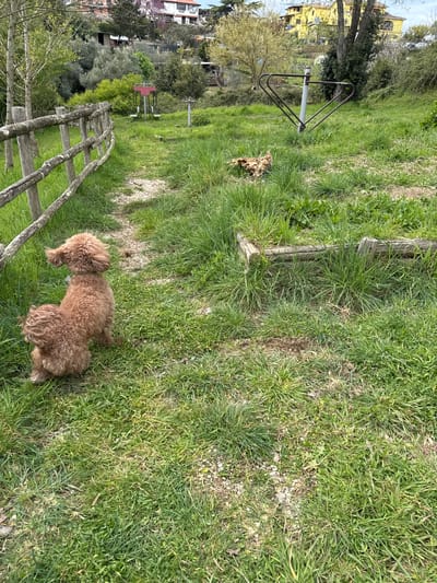 The image shows a grassy park area, presumably in Montelarco, Italy, based on the prompt. A small brown poodle rests in the grass near a rustic wooden fence. Further into the park, there are exercise stations. Buildings and trees are visible in the background, suggesting an urban or suburban park setting. The overall scene appears to be a sunny day.