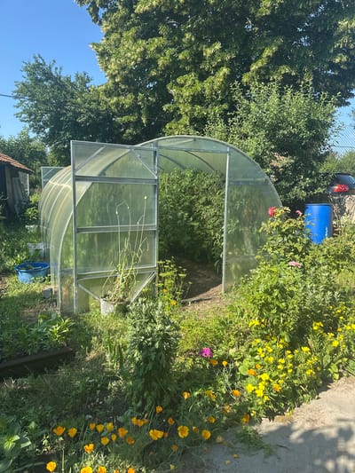 The image depicts an outdoor scene in Kosharevo, Bulgaria, on a sunny day. The primary subject is a greenhouse with a transparent, curved roof and metal framing. The greenhouse is situated in a garden area that is overgrown with various plants, including green foliage, tall stalks of what appear to be garlic, and numerous yellow and orange flowers, likely California poppies. Some pink roses are also visible near the greenhouse entrance, adding splashes of color to the scene.

To the left of the greenhouse, lush green trees with dense foliage dominate the background, with a clear blue sky visible above. A black wire fence runs along the top edge of the frame, separating the garden from an unseen area. A bright blue plastic barrel is visible behind the greenhouse and to the right of the trees, partially obscured by greenery.

The ground consists of soil and grass, with a concrete path or patio bordering the flower bed on the right side. Shadows from overhead objects are cast on the concrete, indicating it is likely daytime, and the sun is shining brightly. The overall impression is one of a vibrant, somewhat wild garden, likely in late spring or summer, showcasing a productive and natural environment. There is no visible text in the image.