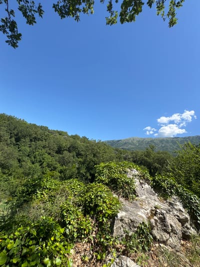 The image captures a bright, sunny day in Prijeradi, Montenegro. The foreground is dominated by a rocky outcrop covered in dense green ivy. Beyond this, a lush, verdant hillside rises, densely packed with trees. In the distance, rolling mountains stretch across the horizon, their slopes textured with vegetation and shadows. A few wispy white clouds drift in the clear, expansive blue sky. The scene is entirely natural, with no signs of human presence or activity.