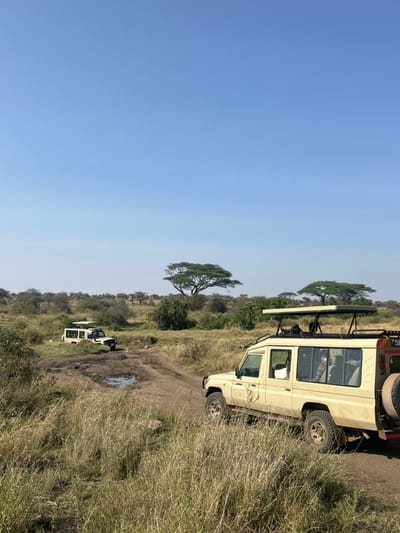 The image depicts an open savanna landscape in Seronera, Tanzania, under a clear light blue sky. Two light-colored safari vehicles, consistent with Toyota Land Cruiser models, are positioned on an unpaved dirt track that cuts through dry, tall grasses.
In the mid-ground on the right, a multi-door safari vehicle is partially visible, facing towards the left of the frame. This vehicle features a raised roof, likely a pop-up canopy for game viewing, and a spare tire mounted on the rear. A person wearing a plaid shirt is partially visible through the rear passenger window of this vehicle.
Further into the scene, towards the left and behind the front vehicle, a second safari vehicle is situated on the same dirt track. This section of the track contains multiple muddy puddles. The surrounding environment consists of vast expanses of dry grass, scattered green bushes, and numerous trees, including distinct flat-topped acacia trees, extending to the horizon. The scene suggests a daytime expedition or traverse through the wilderness.