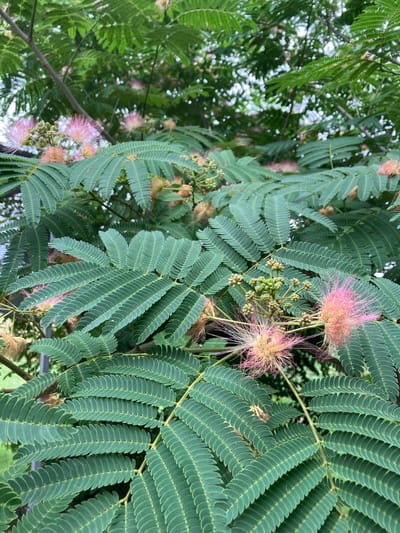 The image shows a close-up view of a Mimosa tree in bloom, likely within the city of Gallikos, Greece. The foliage is dense and consists of numerous pinnately compound leaves, each with many small, elongated leaflets. The leaves are a vibrant green and exhibit a delicate, feathery texture. Interspersed among the leaves are the distinctive pink, fluffy flowers of the Mimosa tree, appearing as spherical clusters of delicate filaments. Some buds are also visible, appearing as small, green, clustered spheres. The background is a soft blur of green foliage and dappled light, suggesting an outdoor setting under a canopy of trees. The lighting is soft and diffused, indicating it might be a cloudy day or the image was taken in shade. There are no people or animals visible in the image.