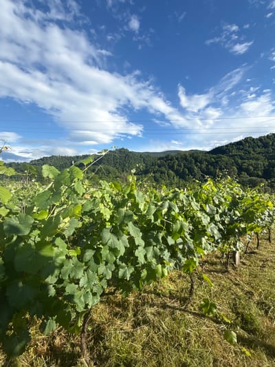 The image depicts a vineyard in Khvanchkara, Georgia. In the foreground, rows of lush green grapevines are visible, their leaves catching the sunlight. The vines are supported by wooden stakes, and the ground beneath them is covered in dry grass and some smaller green shoots. Beyond the vineyard, a dense, tree-covered hillside rises, forming a natural backdrop. The sky above is a vibrant blue, punctuated by scattered white clouds. Power lines are visible stretching horizontally across the upper portion of the frame, indicating the presence of infrastructure in the area. The overall scene conveys a sense of natural beauty and agricultural activity in a rural setting.