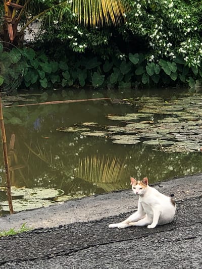 A calico cat sits on a dark, asphalt surface next to a pond. The cat is mostly white with patches of brown and orange on its head and tail. It is facing towards the right of the image, with its legs stretched out in front of it. The pond is filled with murky green water and lily pads. In the background, there is lush green vegetation with white flowers. A large, black fan is visible on the left side of the image, partially obscured by vegetation and a wooden pole. The scene appears to be an outdoor environment in Sri Jayewardenepura Kotte, Sri Lanka.
