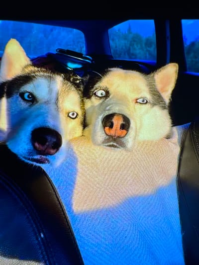 Two Siberian Huskies are in the back seat of a car. The dog on the left is looking towards the camera with its mouth slightly open. The dog on the right is also looking towards the camera, with a pink nose and light blue eyes. Both dogs are wearing a light pink blanket around their necks. The background of the image shows trees and a blue sky, suggesting an outdoor setting. The image is taken from a close-up perspective, focusing on the dogs' faces and the blanket. The lighting suggests it is either sunrise or sunset, casting a warm glow on the dogs' fur. There is no indication of the city of Wettstetten, Germany in this image.