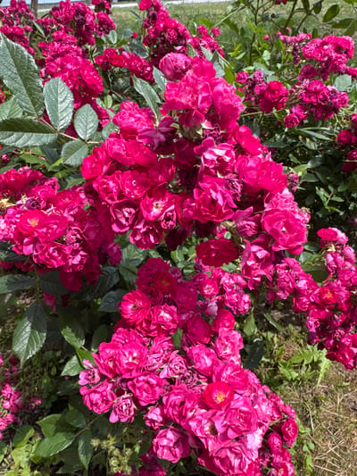 The image displays a dense bush of bright magenta-pink roses, flourishing outdoors in Becej Municipality, Serbia. The plant is heavily laden with numerous clusters of semi-double to double blooms, exhibiting various stages of development from tight buds to fully expanded flowers. Several open blooms reveal small yellow stamens at their centers. The foliage consists of dark green, compound leaves with visible venation, interspersed among the vibrant flowers and forming the lower canopy of the bush. The ground beneath and surrounding the rose bush is covered with a mix of dry, light-brown grass and scattered green weeds. The scene is illuminated by direct sunlight, casting subtle shadows across the plant. No people, animals, or artificial structures are distinctly visible within the immediate floral arrangement.