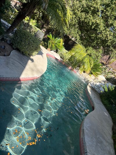 The image depicts an outdoor swimming pool area in Santa Clarita, United States of America, under bright sunlight. The irregularly shaped pool contains clear, turquoise-colored water with numerous small, orange-brown leaves or petals floating on its surface. Sunlight creates wavy light patterns on the water and pool bottom. The pool perimeter features a light grey concrete coping, with a red brick-like tile border at the waterline. Lush green vegetation surrounds the pool, including a prominent palm tree and a dense, variegated bush on the left, along with multiple smaller palm trees, broad-leaved trees, and ground cover elsewhere. Decorative rockwork is visible along the pool's edge on the right. A small, light-colored inflatable object, resembling a duck, floats near the far right edge of the pool. Shadows are cast by the coping onto the pool deck and into the water. A segment of a dark wooden fence and a distant building structure are partially visible through the dense background foliage.