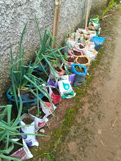 The image displays an outdoor scene featuring a row of container gardens situated alongside a textured, light-colored concrete wall. Various plants, predominantly vibrant green onions or scallions with long, upright leaves, are growing in repurposed woven polypropylene bags. These bags, serving as planters, come in different colors including blue, white, red, purple, and orange, and are filled with soil.
In the foreground and mid-ground, large clusters of green onions are thriving in several blue and white bags. Further down the line, numerous smaller bags contain young seedlings and developing plants, suggesting a variety of crops. A thin, vertically oriented wooden pole is visible near the concrete wall in the mid-section of the image. To the right of the planted bags, there is an unpaved, reddish-brown dirt path, which shows patches of green moss and some scattered dry plant matter.
The scene illustrates a resourceful approach to gardening, utilizing readily available materials for cultivation. The bright, even lighting indicates it is daytime. Visible text on some of the bags includes "MerokeMIK" with a green and white logo, and "SOP" on a bag in the foreground. No people are present, and the primary activity captured is the growth of plants in a compact, organized outdoor setting.