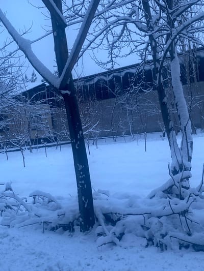 A winter landscape with snow-covered ground and trees. A building is visible in the background, its roof and structure also covered in snow. The foreground features branches coated with snow, creating a dense, textured pattern. The overall scene is dominated by shades of white and blue, conveying the cold and serene atmosphere of a snow-covered day.