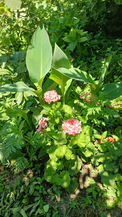 The image shows a close-up view of a garden bed in Yalama, Azerbaijan. In the foreground, several clusters of delicate pink flowers are in bloom, surrounded by lush green foliage. Large, paddle-shaped leaves of a tropical plant, possibly Canna Lily, dominate the background and mid-ground, casting dappled shadows. Various smaller green plants and some dry leaves are scattered on the ground, which appears to be soil. The scene is illuminated by natural sunlight, creating bright highlights and deep shadows. There are no people or animals visible in the image. The setting appears to be a residential garden or a public green space in a warm climate.
