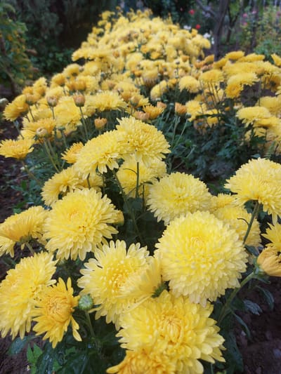 A close-up, low-angle shot captures a dense bed of bright yellow chrysanthemums. The flowers are fully bloomed, with many layers of delicate petals. Small water droplets are visible on the petals, suggesting recent rain or dew. The chrysanthemums are planted in dark soil, and the background is filled with more of the same flowers receding into the distance, creating a sense of a vast, blooming garden. The overall impression is one of vibrant natural beauty. The image does not contain any people or specific landmarks that would indicate a location within the city of 1-мая, Kyrgyzstan.