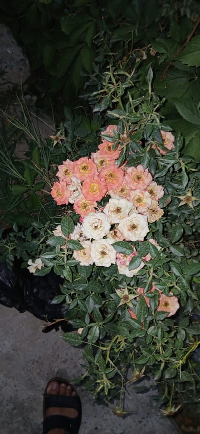 A low-angle shot shows a cluster of pink and white roses blooming amongst dark green foliage. The roses, some open and some in bud, are arranged in a dense bunch towards the center of the frame. A black plastic bag is partially visible to the left of the roses, lying on a gray concrete surface. In the bottom left corner, a person's foot wearing a black sandal is visible on the concrete. The overall environment appears to be outdoors, possibly a garden or roadside, with elements suggesting it is located in the city of Charshanba, Uzbekistan. The lighting suggests it is either dusk or dawn, or a heavily shaded area.