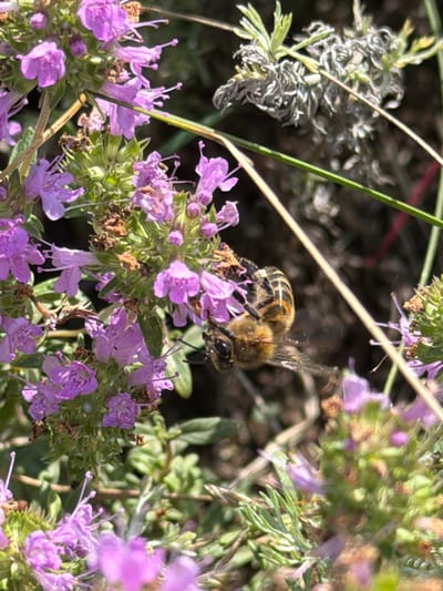 The image is a close-up, outdoor shot focused on a bee interacting with purple flowers. The bee, with its striped abdomen and fuzzy body, is positioned in the center-right of the frame, its proboscis extended towards a bloom. The flowers are small and clustered, with delicate petals. The background is a blur of green foliage and other plants, with some dried brown elements also visible. The lighting suggests a sunny day. The location of Mednogorsk, Russia, is not visually represented in the image.