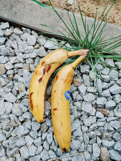 Two ripe bananas lie on a bed of small, grey stones next to a concrete border. Green grass sprouts from the same area, its blades extending over the bananas. One banana has a blue sticker on it with white text that appears to read "Fyffe". The scene is outdoors, with the lighting suggesting daytime. The location is identified as Łomna-Las, Poland.