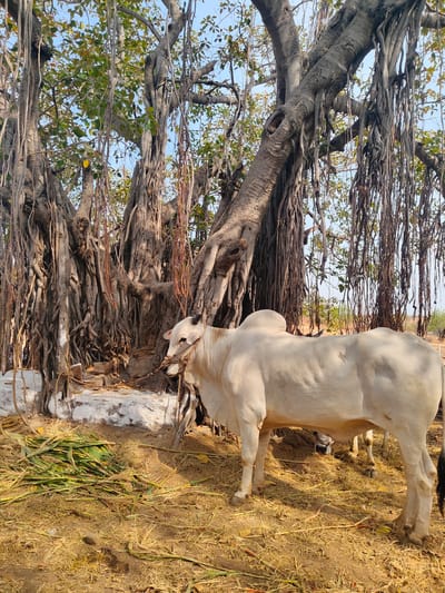 A white cow stands tethered to the base of a large banyan tree, its aerial roots hanging down, in Vamasamudram, India. The ground is covered in dry grass and hay, with scattered green plant stalks nearby. The cow appears to be standing in the shade of the tree. Another cow stands behind the first one, only partially visible. The tree trunk shows white paint at its base, extending to a small platform. The sky is visible through the leaves.