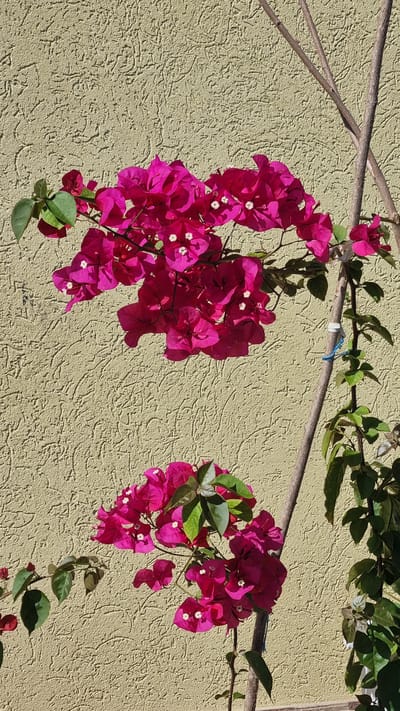 Two clusters of bright magenta bougainvillea flowers with small white centers are arranged in the frame against a textured, pale yellow wall. The flowers are supported by thin, brown branches, one of which is prominent on the right side of the image and appears to be tied with a thin blue string. Green leaves are interspersed with the blooms. The scene is lit by natural sunlight, casting subtle shadows on the wall. The image does not contain any people or evidence of human activity beyond the potential support structure for the plant. The location is identified as Chereshnya, Russia.