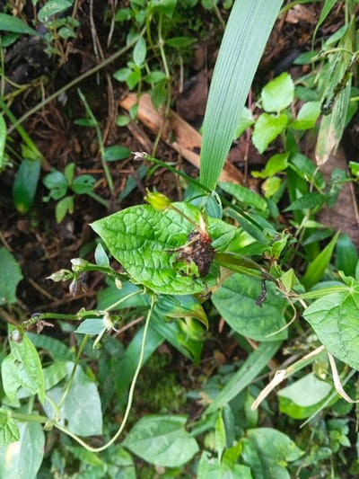 The image displays a variety of green plants. A broad, light-green leaf is centrally located with a dark, decaying mass upon it. Slender vines with small, rounded leaves extend around the central leaf. A blade of grass stands tall on the right side. The background is filled with assorted green foliage and dark soil.