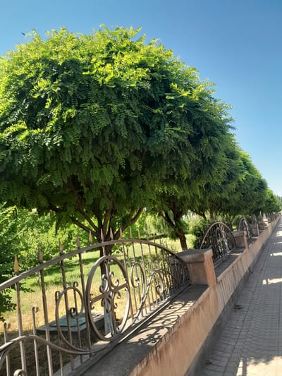 The image shows a sunlit park scene with a large, leafy green tree dominating the left side of the frame. The tree has a thick trunk and branches covered in small, bright green leaves that are illuminated by the sun. In the background, a stone wall runs alongside a paved pathway. This wall is topped with decorative wrought iron fencing, featuring intricate circular patterns. The pathway appears to be made of cobblestones or similar textured paving. The ground is covered in green grass, with patches of dry grass visible. The sky is a clear, bright blue, suggesting a sunny day. The lighting indicates that it is likely morning or afternoon. The overall impression is one of a peaceful and well-maintained outdoor space. There is no visible text in the image.