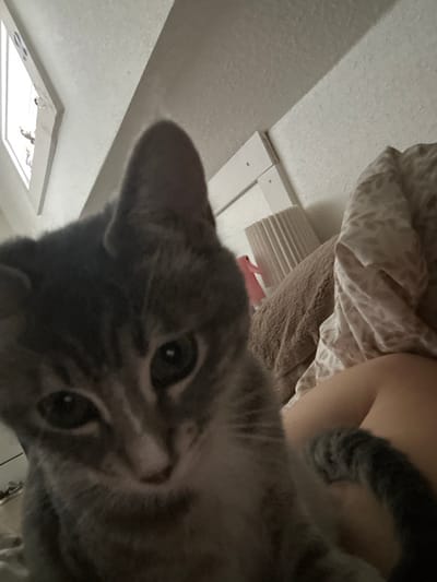 A gray tabby cat with green eyes dominates the frame, its face filling the foreground. The camera angle looks up at the cat, giving a sense of its looming presence. Behind the cat, a bed with patterned sheets and a brown blanket is visible, along with a person’s arm. The ceiling is also in view, featuring a white light fixture and what appears to be a window. The overall tone is playful and intimate, capturing a close-up moment with the feline subject.