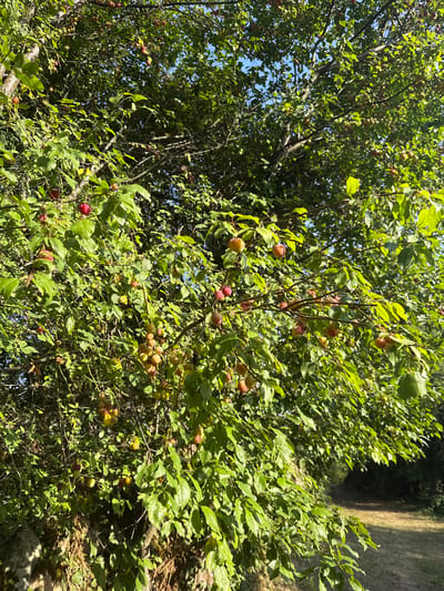 The image shows a plum tree laden with ripe plums in the village of Manaselska Reka, Bulgaria. The sun is shining brightly, casting dappled shadows through the leaves. The plums are a mix of red and yellow, some still firm and others showing signs of ripeness. The tree is dense with foliage, creating a lush green canopy. In the background, a dirt path winds through a grassy area, suggesting a rural or semi-rural setting. The overall impression is one of abundance and natural beauty, a snapshot of a fruitful harvest season.