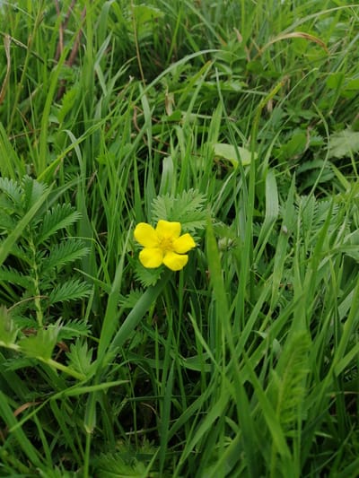 A bright yellow, five-petaled flower is the central subject, nestled among lush, green grass and other foliage. The flower appears to be a buttercup or a similar wildflower. The surrounding vegetation is dense, with blades of grass of varying lengths and textures, some appearing slightly dried or browned. The lighting suggests an outdoor setting, likely on a cloudy day or in shade, as there are no harsh shadows. The image is taken from a low angle, emphasizing the plants at ground level. The background is blurred, suggesting a shallow depth of field, which further isolates the flower and its immediate surroundings. The overall impression is one of natural beauty and tranquility in a grassy, wild environment.