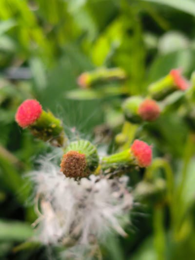 The image is a close-up, slightly blurred photograph of small, budding flowers with bright red tops and green stems. Several of these flower buds are visible, some with delicate white wisps of what appear to be seeds or undeveloped stamens. The background is a soft focus of green foliage, suggesting an outdoor, natural setting. The location in Kebunbaru, Indonesia, is not evident from the image itself, as there are no recognizable landmarks or specific environmental cues to indicate this particular place. The focus is entirely on the botanical subjects.