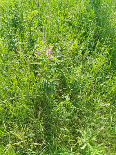 This is a photograph of a sunlit grassy field with some wildflowers. The field is densely covered with various types of green grass and weeds, with a single plant bearing pink flowers prominently in the center. The lighting suggests it is daytime. The photograph does not contain any people, objects, or actions other than the natural environment. The location of Бигила, Russia is not determinable from the image itself.