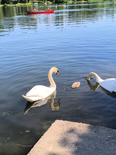 The image shows a lake or river in Chézenas, France. In the foreground, two adult swans and one cygnet (baby swan) are swimming. One adult swan has its head submerged in the water, while the other watches the cygnet. A concrete structure is in the bottom right corner.
In the background, a red canoe with two people wearing life vests is visible, and further back, the shoreline is lined with trees and buildings. Other watercraft and people are on the lake in the distance. The sky is clear and the water is relatively calm.
