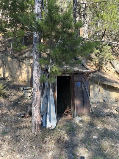 The image depicts a small, rudimentary structure built into an earthen embankment within a wooded area in Stoianovo, Bulgaria. No individuals are present. The structure, appearing to be a dug-out or storage cellar, features an entrance frame with a partially ajar, rusted metal door panel on the right. Blue markings, possibly "13" or similar, are visible on this panel. A weathered, light-colored fabric or tarp hangs as a curtain on the left side of the entrance. Above the doorway, a simple overhang of weathered material is visible. Directly to the left of the entrance, a slender pine tree with green needles grows, its trunk partially obscured by the fabric. The surrounding environment consists of a steep, tan-colored soil and rock embankment, with dry vegetation, pine needles, and scattered rocks covering the ground in the foreground and around the structure. The background reveals a dense forest composed of pines and leafless deciduous trees. Bright sunlight illuminates the scene, casting distinct shadows.