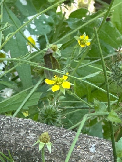 The image captures a close-up view of nature, with a focus on small yellow flowers and green foliage. The flowers, with their delicate petals, appear to be the central subjects. They are surrounded by lush green stems and leaves, creating a sense of depth and natural abundance. In the background, a textured tree trunk is visible, adding an earthy element to the scene. The lighting suggests it could be daytime, with soft light illuminating the petals. The overall mood is tranquil and serene, evoking the beauty of a natural, outdoor setting. The environment appears to be wild and untamed, possibly a garden or a rural area. There is no visible text in the image. The location context of Khlypnivka, Ukraine, further places this scene within a specific geographical and cultural landscape.