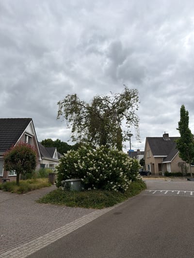 A low-angle, full shot captures a residential street scene in Melick, Netherlands, under an overcast sky. The foreground features a paved intersection of brick walkways and asphalt road. A mature, weeping tree with delicate branches and sparse green leaves dominates the mid-ground, its canopy partially obscuring a lush, flowering bush with clusters of white blossoms. To the left, a small, round bush with red-tinged leaves stands near the corner of a brick house with a dark, tiled roof. Further back, several detached houses with similar brick construction and dark roofs are visible, interspersed with green trees and manicured lawns. A dark-colored car is parked in front of one of the houses. A grey electrical cabinet is situated behind the white flowering bush. A street sign, partially obscured by branches, is mounted on a lamppost behind the tree. The overall environment appears to be a quiet suburban neighborhood.