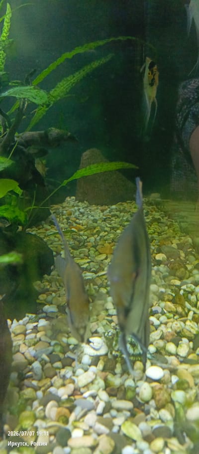 An indoor aquarium scene is depicted with a focus on aquatic life and the surrounding environment. The foreground is dominated by a gravel substrate composed of various colored and sized pebbles. In the mid-ground, two angelfish are visible. The fish on the left is facing towards the left, showing its body profile. The fish on the right is facing towards the right, also showing its body profile, and appears larger than the other. In the background, several aquatic plants are present, with some green, leafy specimens extending from the left side of the frame and a single, elongated green leaf positioned horizontally across the middle. A large, rough-textured rock is situated behind the plants in the mid-ground. A single angelfish, lighter in color with black markings, is partially visible in the upper right portion of the background. The overall lighting suggests an artificial light source illuminating the aquarium. The bottom left corner of the image contains a timestamp and location: "2026/07/07 19:11 Иркутск, Россия". The location "Иркутск, Россия" refers to the city of Irkutsk, Russia. The term "Хайрюзовка (иркутский)" is not a recognized location within Irkutsk.