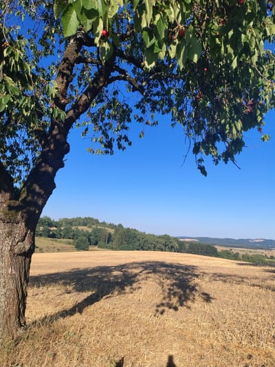 The image depicts a sunny day in a rural landscape, possibly in Čížová, Czechia, characterized by a mature tree in the foreground with ripe cherries hanging from its branches. The tree's trunk is thick and textured, and its shadow stretches across a field of dry, harvested stalks. In the background, rolling hills are covered with green trees and vegetation under a clear blue sky. The overall scene conveys a sense of summer harvest and natural beauty. There are no people visible in the image.