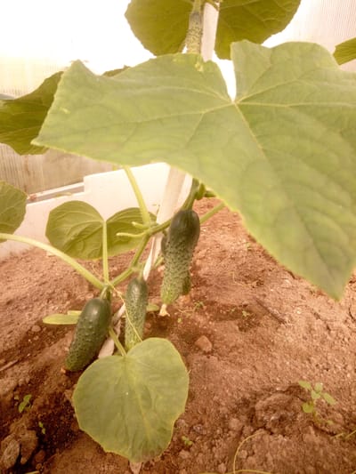 A close-up, low-angle shot captures a cucumber plant with several developing cucumbers within a greenhouse. The soil is a rich brown, with visible clods and some small green seedlings emerging. Large, light green cucumber leaves dominate the foreground, obscuring parts of the plant and the greenhouse structure. Three cucumbers are clearly visible on the plant's stem, one hanging downwards to the left, and two more positioned vertically further back on the stem. The greenhouse structure is suggested by a translucent, ribbed wall in the background. A white support stake is visible behind the plant. The overall lighting is diffused and slightly warm, typical of an indoor growing environment.