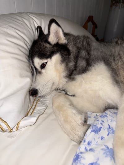 A husky dog is lying on a bed with white bedding. The dog's head is resting on a white pillow with gold trim. A patterned blue and white blanket is visible near the dog's body. The background shows a white wall with some wooden elements. The scene appears to be indoors, possibly a bedroom. The location is not specified.