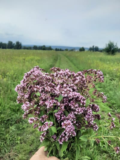 A hand holds a bouquet of flowering oregano in the foreground, its pinkish-purple blossoms and green leaves filling the lower right portion of the frame. The background is a blurred expanse of a grassy field with a dirt path leading into the distance. Trees and hills are visible on the horizon under a cloudy sky. The image was taken in a rural setting outside of Krapivinskii, Russia.
