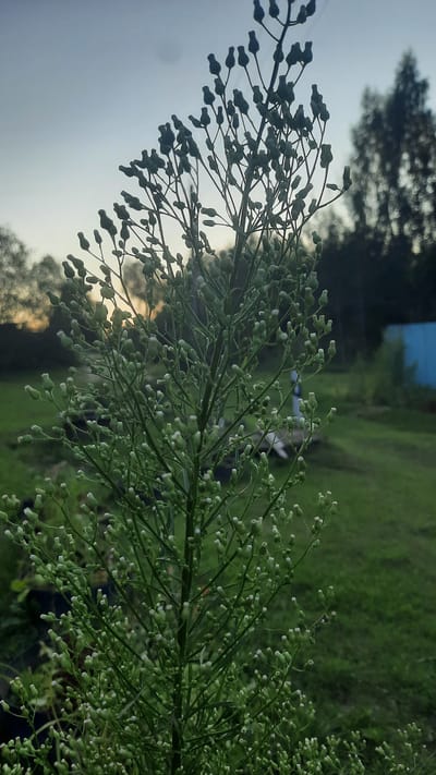 An outdoor, eye-level, close-up shot focuses on the flowering stalk of a tall, green plant, possibly a species of fleabane, in the evening. The plant is laden with numerous small, white-tipped buds or flowers. The background shows a blurred expanse of green grass, trees silhouetted against a soft, pale sky with a hint of sunset glow. To the far right, a portion of a blue structure is visible. The overall impression is a serene, natural setting, likely rural, given the presence of grass and trees. The location is identified as Slavyanskiy Sel'skiy Soviet, Belarus.