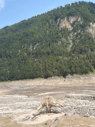 The image depicts a dry lakebed in Ampezzo, Italy, with a steep, tree-covered mountainside in the background. The foreground is dominated by a large tree stump with exposed roots, surrounded by pebbles and dry earth. The lakebed shows evidence of receding water levels, with layered sediment and exposed rocks. The mountainside is densely forested with various shades of green, interspersed with rocky outcrops. The sky is clear and blue.