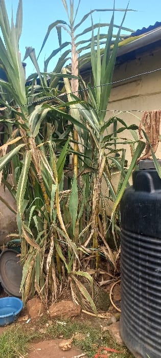 This image captures an outdoor scene in Huruma ward, Kenya, featuring a dense cluster of mature sugarcane plants. The plants occupy the central and left portions of the frame, exhibiting tall, segmented stalks with long, sword-like leaves that are primarily green, though some show yellowing and browning, indicating maturity or senescence. The stalks themselves are robust and have a yellowish-green hue.

To the right, a large, black, corrugated plastic water storage tank stands vertically, its top partially obscured by plant foliage. In the lower-left foreground, a light blue plastic basin containing water is placed on the ground. The ground beneath the plants and basin consists of uneven soil, sparse green weeds, and several reddish-brown rocks. Visible in the background, behind the plants, is a light-colored wall or building, topped by a section of a corrugated metal roofline. The sky above is clear and blue. No individuals are present, and no active interactions or actions are depicted. The environment appears to be an urban or semi-urban outdoor space, possibly a backyard or undeveloped lot.