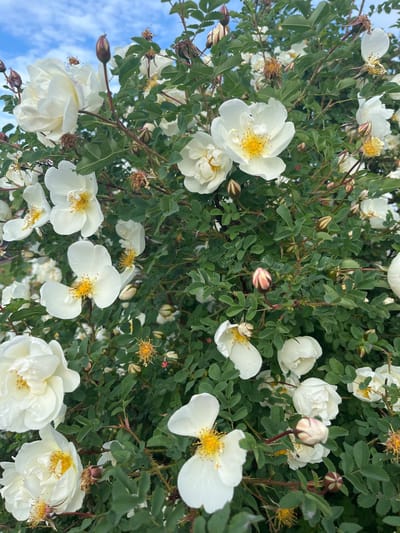 This vibrant image captures a close-up view of a white rose bush flourishing under a clear sky. The scene is dominated by numerous white roses in various stages of bloom, interspersed with lush green foliage and visible sky.
The primary subjects are the white roses, which feature delicate white petals and prominent yellow centers composed of numerous stamens. Many of the flowers are fully open, showcasing their intricate details, while others appear as tightly closed buds. These buds often display hints of pink or reddish-brown stripes on their sepals, suggesting their developing color and form. Scattered among the fresh blooms are several dried and faded flower remnants, marked by withered yellow stamens, indicating the natural life cycle of the plant.
The leaves are a rich green, serrated along their edges, and form a dense, healthy backdrop for the blossoms. Thorny stems are visible throughout the bush, characteristic of rose plants. In the background, patches of a bright blue sky with faint white clouds are visible, particularly in the lower left and upper left portions of the image, confirming an outdoor setting.
The image suggests a bright, clear daytime, with even lighting illuminating the pristine white petals and vibrant green leaves. There are no people or man-made objects present, focusing entirely on the natural beauty of the rose bush. No visible text is present in the image. The setting is located in Shud'ya, Russia.