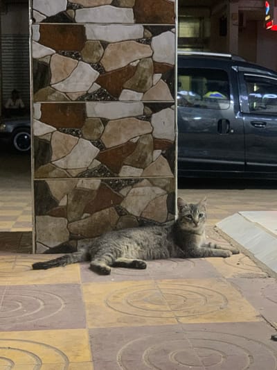 A photograph taken in Oued Jdida, Morocco shows a gray tabby cat lying on a tiled surface. The tiles are large squares with a circular pattern in alternating yellow and brown colors. The cat is positioned between the tiled surface and a wall covered in decorative tiles with a stone pattern. In the background, a dark-colored vehicle is visible, and some blurred building elements suggest an urban environment. The lighting is dim, possibly indicating an evening or indoor setting.