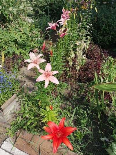 The image depicts a vibrant flower garden, likely in the city of Мыльниково, Russia, on a sunny day. The foreground features a striking red lily, its petals fully unfurled, with a wooden border visible to its left. Behind the red lily, two pale pink lilies are in bloom, their delicate petals adding a softer contrast to the scene. The midground is a tapestry of green foliage and various flowering plants, including tall stalks with pink lilies and smaller blue flowers. In the background, dense greenery forms a lush backdrop, suggesting a well-established garden. The overall impression is one of natural beauty and abundance, with a focus on the diverse floral life.