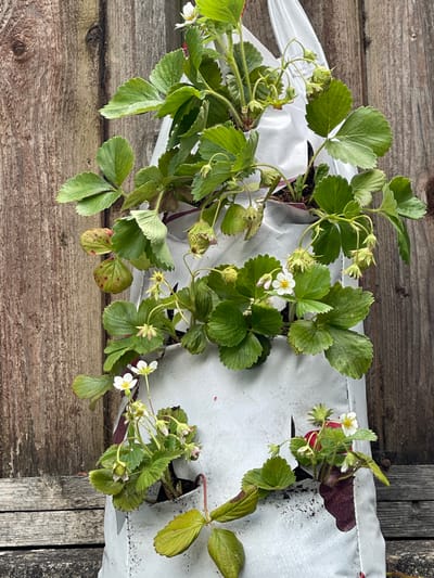 The image shows several potted strawberry plants with green leaves, some small green strawberries, and a few white flowers. The plants are arranged on a weathered wooden surface, possibly a deck or table, with a white fabric planting bag underneath. The scene is outdoors, with natural lighting suggesting daytime. The wooden planks have a rustic appearance, and the white bag appears to be a grow bag, often used for gardening. There is no text visible in the image. The setting is likely a garden or outdoor space.