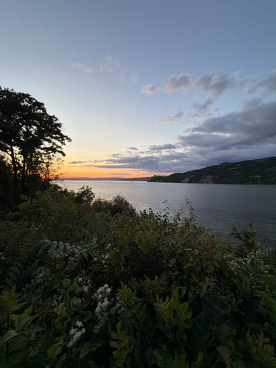 The image depicts a serene sunset view over the Danube River, viewed from an elevated vantage point in the Golubac Municipality, Serbia. In the foreground, dense, dark green foliage, including some flowering plants with small white blossoms, creates a natural border. The vegetation obscures the ground, suggesting a high bank or hillside. Beyond the foliage, the calm, expansive Danube River stretches towards the horizon. Across the river, the opposite bank is lined with rolling, green hills, some of which show rugged, rocky outcrops and scattered structures. The sky transitions from a pale blue near the top to warmer hues of orange and yellow near the horizon, indicating the setting sun. Wispy clouds are scattered across the sky, some tinged with gray. A silhouetted tree stands prominently on the left side of the frame, its dark branches reaching upwards. The overall scene conveys a sense of natural beauty and tranquility at dusk.